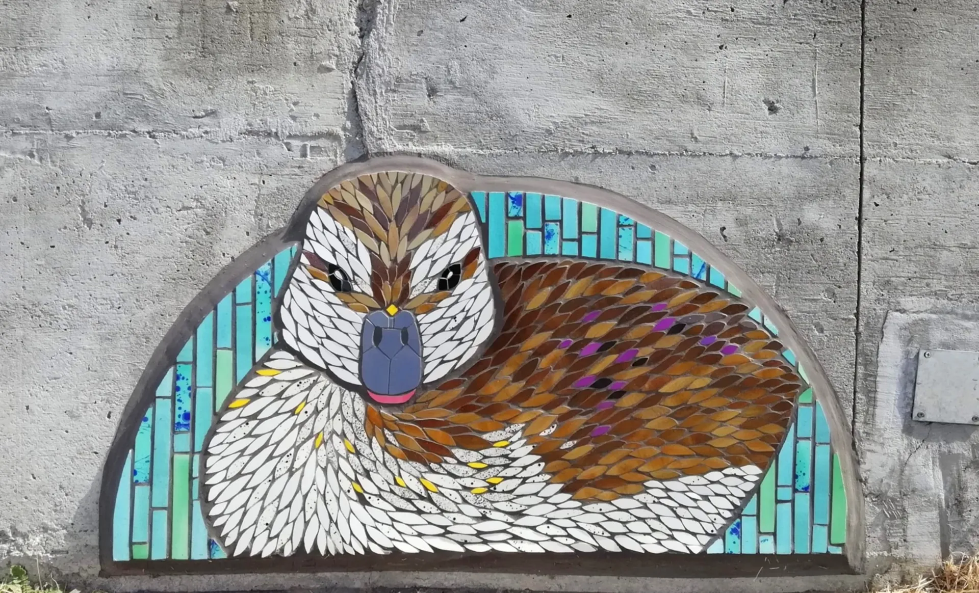 Cría de Pato Real